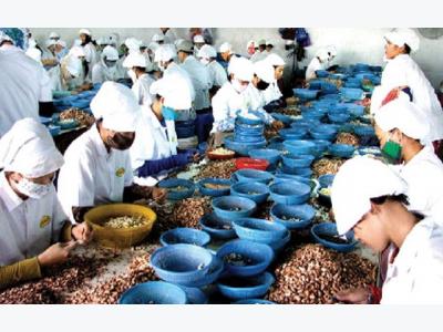 Export markets nuts about Vietnams cashews