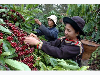 Harvest rain takes the flavor out of Vietnamese coffee crop