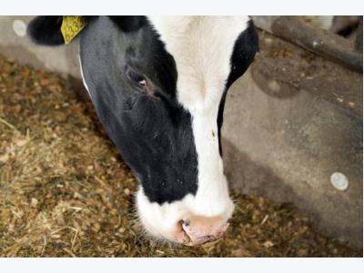 Effect of malic acid in dairy cow diets