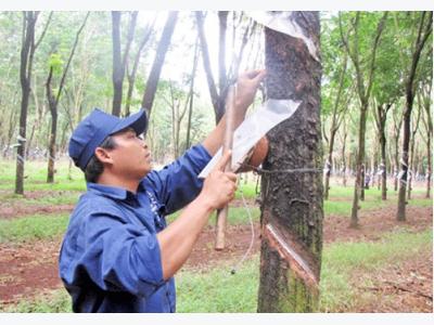 Đủ dinh dưỡng, cây cao su khỏe, cho năng suất cao