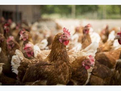 Pre-peak feed recommendations for laying hens