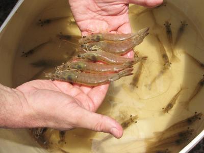 Non-invasive diagnostic tool developed for shrimp disease EMS