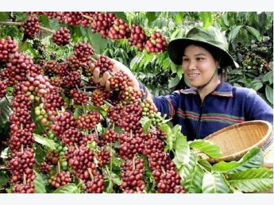Vietnams coffee price highest in six years