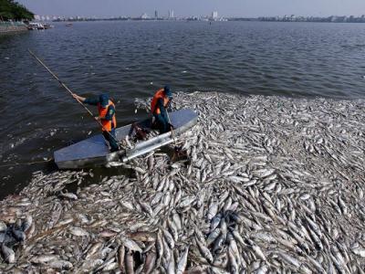 Hanoi to stop fish farming in the West Lake