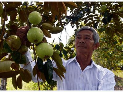 Lão nông làm giàu giữa rốn mặn U Minh