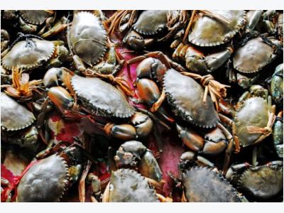 Ca Mau develops ecological crab farming