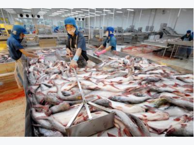 Pangasius hypophthalmus fish exports to China: big opportunity but many risks