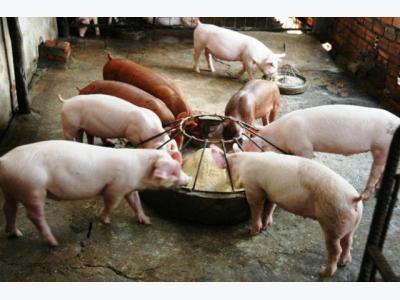 Benefits of corn co-products from wet milling for pigs