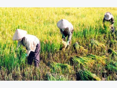 Rice farmers income drops by seven times in last 10 years