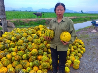 Giống dưa bở vàng thơm số 1, thành công ở nhiều địa phương