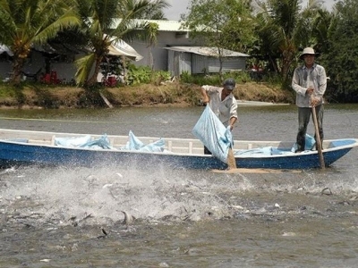 Catfish sector plans $2b export target in 2018