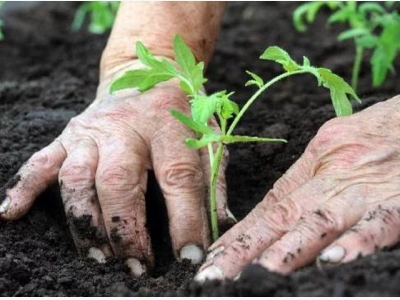 Organic farming sees record growth worldwide, Australia first
