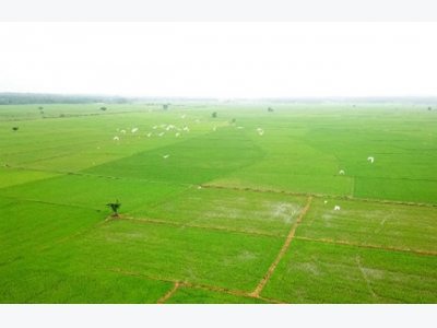 Nông dân Tiền Giang trồng lúa theo tiêu chuẩn GlobalGAP