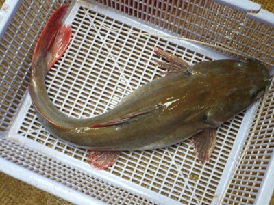 Đặc điểm sinh học của một số loài cá nuôi lồng bè tại tỉnh Quảng Nam (cá lăng nha)