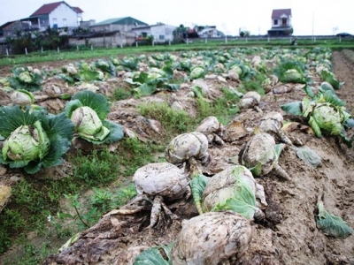 Vegetable prices plunge in northern and central regions