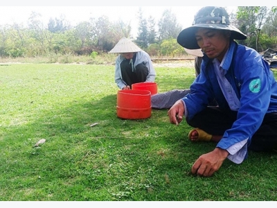 Tự tạo cơ hội: Dễ như trồng cỏ Nhật