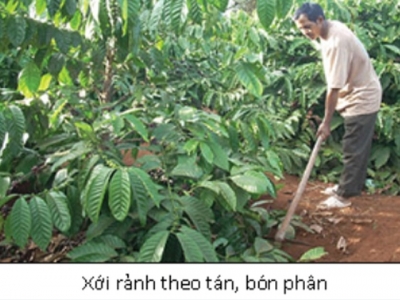 Phân hữu cơ tự nhiên và kỹ thuật bón phân cho cây cà phê