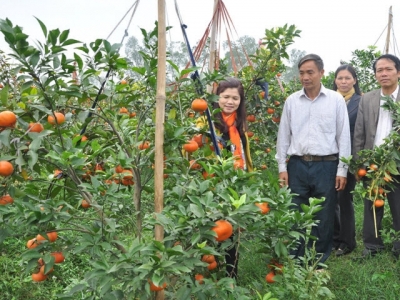 Tan Yen district supports hi-tech agriculture models