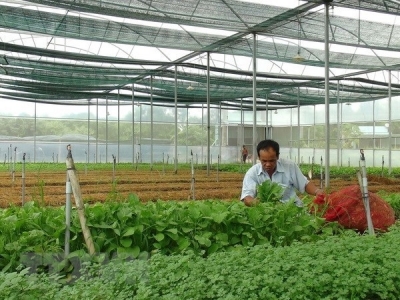 Quang Tri lures 160 billion VND in hi-tech agriculture