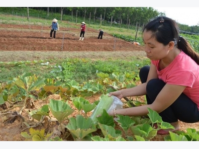 Master interested in planting safe vegetables