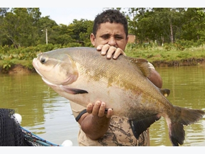 Fish farming in the Amazon