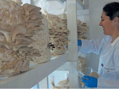 Oyster mushroom farming: an affordable start-up