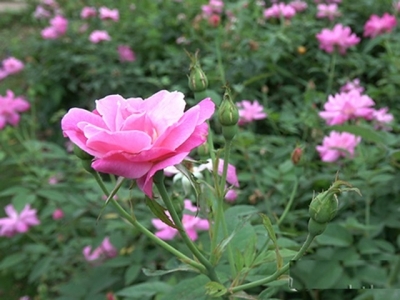 Kỹ thuật trồng hoa hồng quế mang hương thơm nồng nàn quyến rũ ngày Xuân