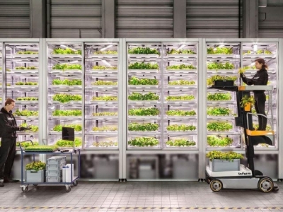 Trồng rau bán trong siêu thị bằng công nghệ vườn thẳng đứng