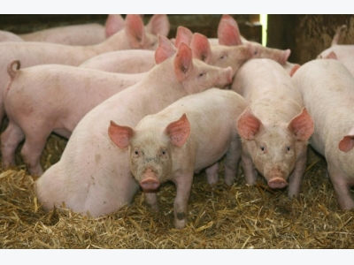 The future of farming: pig cities