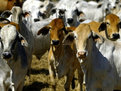 Vietnam spends big on abattoir training to secure Aussie cow imports