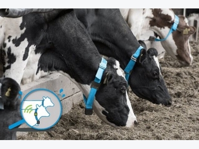 Công nghệ số giúp phát hiện sớm các dấu hiệu bệnh của bò sữa