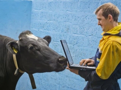5 Mistakes You Dont Want to Make When Choosing a Cow Monitoring System