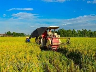 Organic rice project underway in Hai Phong