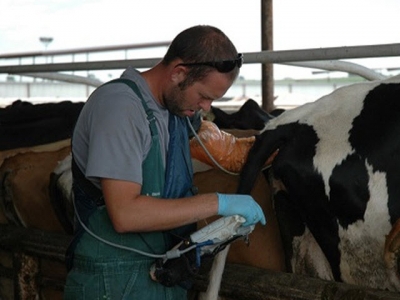 Ứng dụng kỹ thuật siêu âm trong sinh sản ở bò