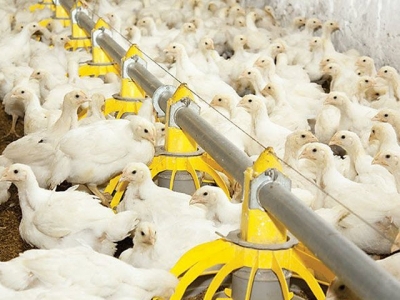 How to improve the efficiency of corn-soy poultry diets