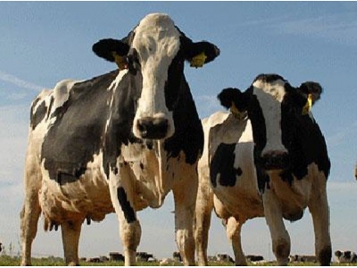 Bệnh của bò sữa do ăn uống không hợp lý