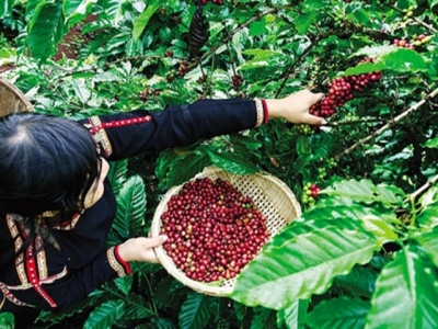 Indonesia craves Vietnamese coffee