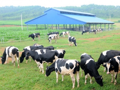 Protein and Amino Acid Requirements for Close-Up Dry Cows