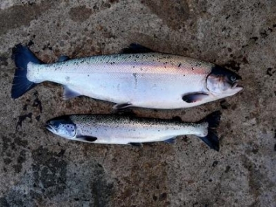 Coastal streams spread virus between farmed fish