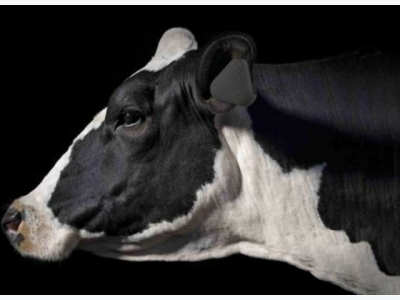 Chăn bò bằng thiết bị đeo tai