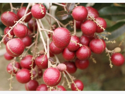 Kỹ thuật trồng nhãn tím hốt bạc ngay ở thôn quê