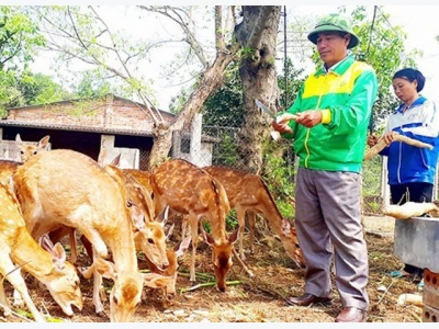 Biến đất trống, đồi trọc thành trang trại tiền tỷ