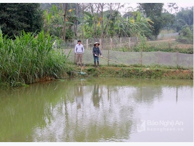 Lần đầu tiên nuôi cá chạch thành công nhờ lão nông Đậu Tiến Sỹ