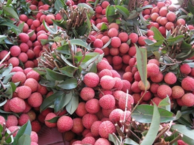 Vegetables, fruits gain trade surplus of $452 million