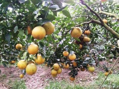 15ha cam Vinh ở Hải Dương được chứng nhận VietGap