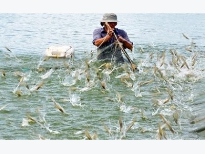 Australian businesses to research on Vietnam shrimp production chain
