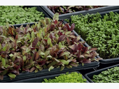 Cropped: How to Grow Microgreens