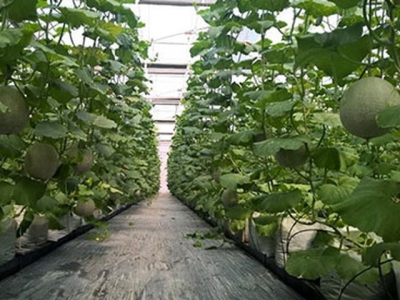 City to pay interest for hi-tech farms