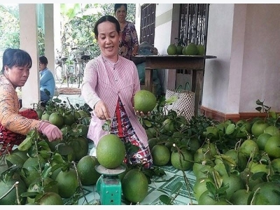 Bến Tre pomelo, coconut GI certified