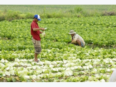 Sản xuất nông nghiệp an toàn